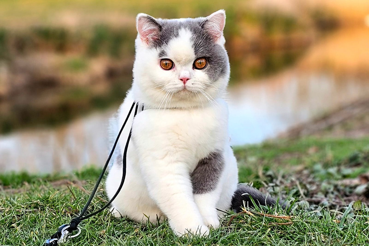 Felix